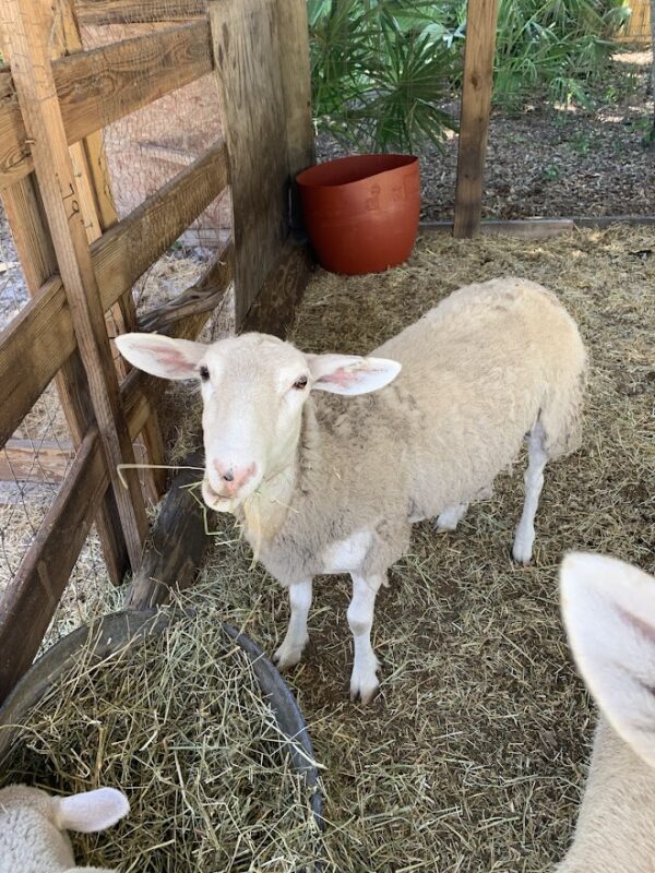 Farm Therapy - Meet Sheep