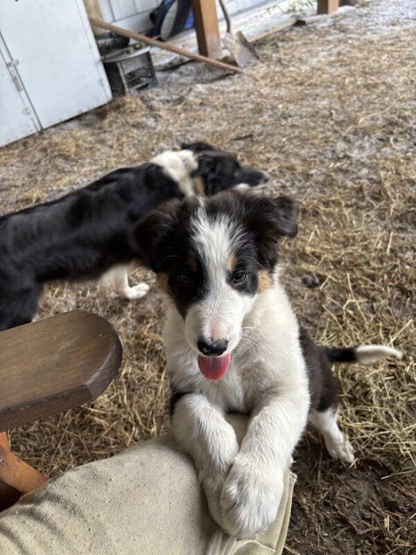 Bring Your Dog to Moore's Family Camp Farm